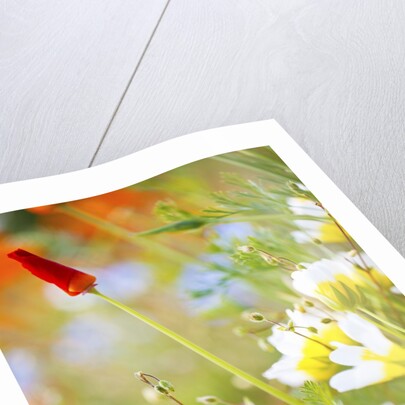 closeup wildflowers, Hood River, Colubia River Gorge National Scenic Area. Oregon. by Anonymous