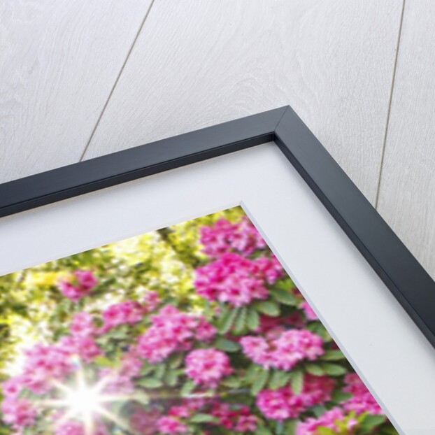 spring flowers in Crystal Springs Rhododendron Garden. Portland Oregon. by Anonymous