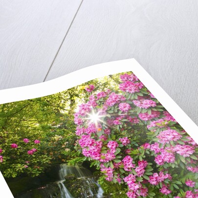 spring flowers in Crystal Springs Rhododendron Garden. Portland Oregon. by Anonymous