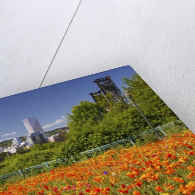 wild flowers add beauty to Portland. Oregon. Pacific Northwest. by Anonymous