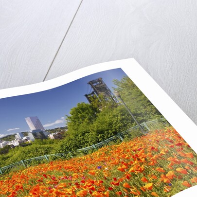 wild flowers add beauty to Portland. Oregon. Pacific Northwest. by Anonymous