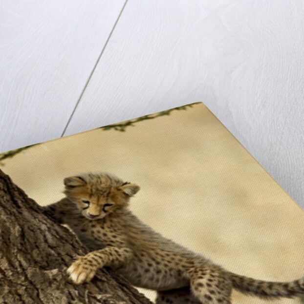Cheetah Cub by Anonymous