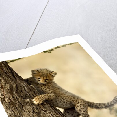 Cheetah Cub by Anonymous