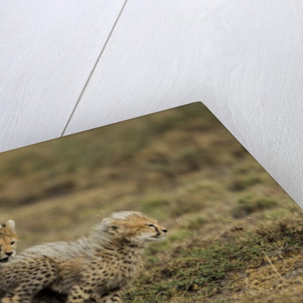 Cheetah cubs playing at Ngorongoro Conservation Area by Anonymous