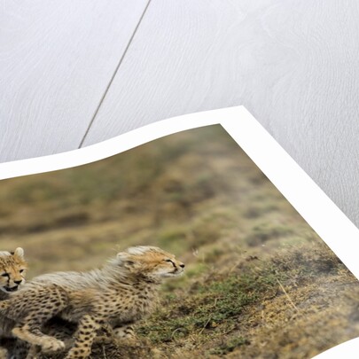 Cheetah cubs playing at Ngorongoro Conservation Area by Anonymous