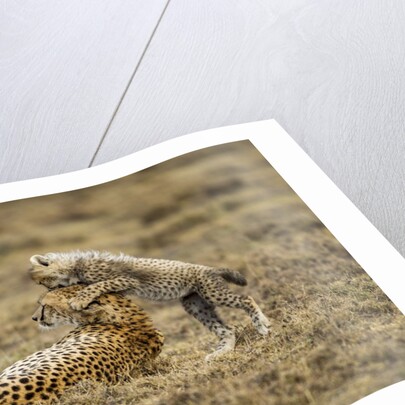 Cheetah cub and mother by Anonymous