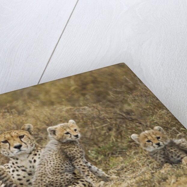Cheetah cubs and their Mother by Anonymous