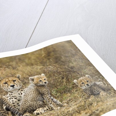 Cheetah cubs and their Mother by Anonymous