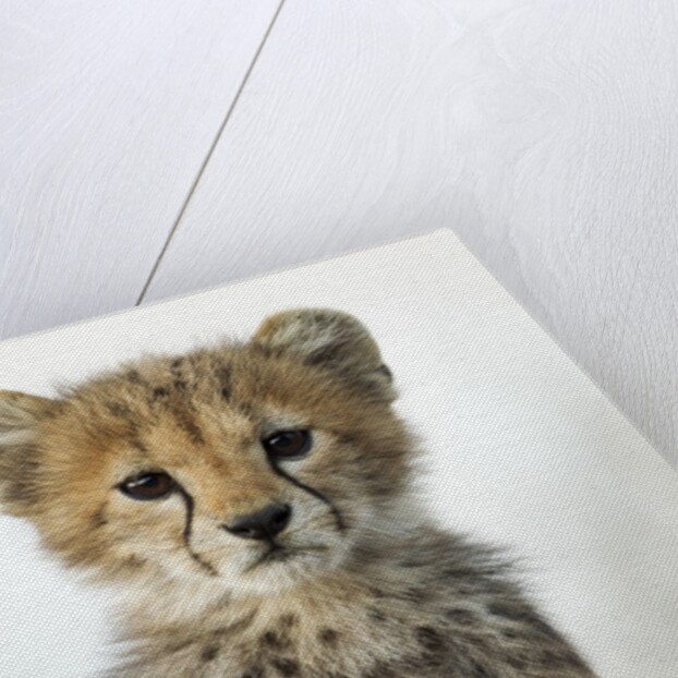 Cheetah Cub by Anonymous