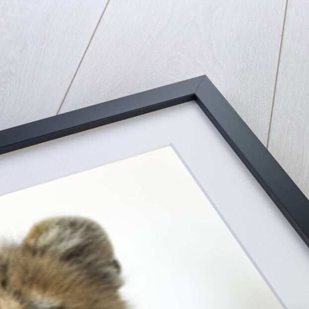 Cheetah Cub by Anonymous