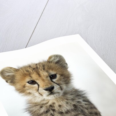 Cheetah Cub by Anonymous