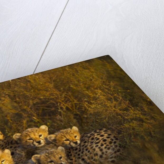 Cheetah cubs and their Mother by Anonymous