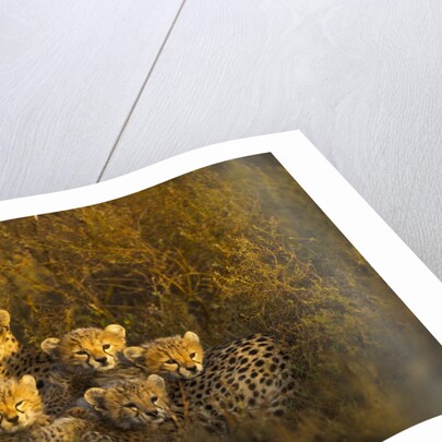 Cheetah cubs and their Mother by Anonymous