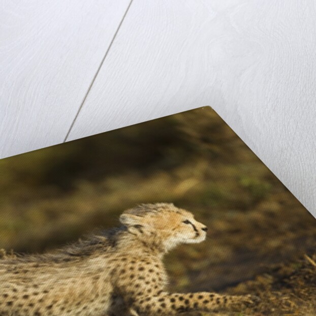 Playing Cheetah cubs by Anonymous