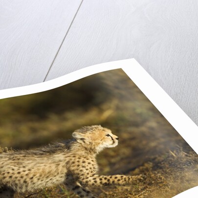 Playing Cheetah cubs by Anonymous