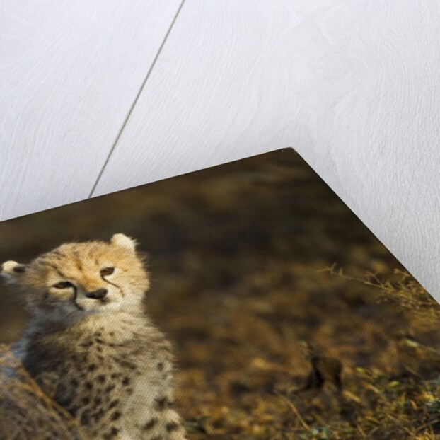 Cheetah Cub at Ngorongoro Conservation Area, Tanzania by Anonymous