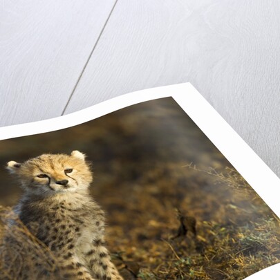 Cheetah Cub at Ngorongoro Conservation Area, Tanzania by Anonymous
