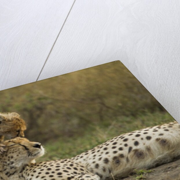 Cheetah cub and mother by Anonymous