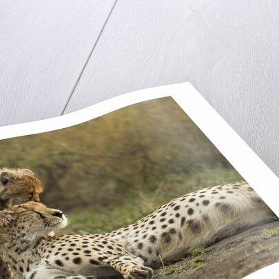 Cheetah cub and mother by Anonymous
