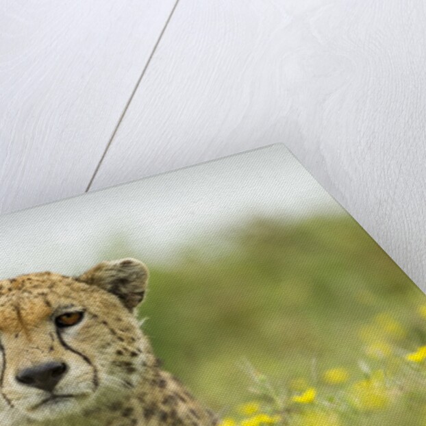 Cheetah at Ngorongoro Conservation Area, Tanzania by Anonymous