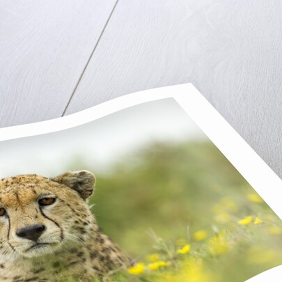 Cheetah at Ngorongoro Conservation Area, Tanzania by Anonymous