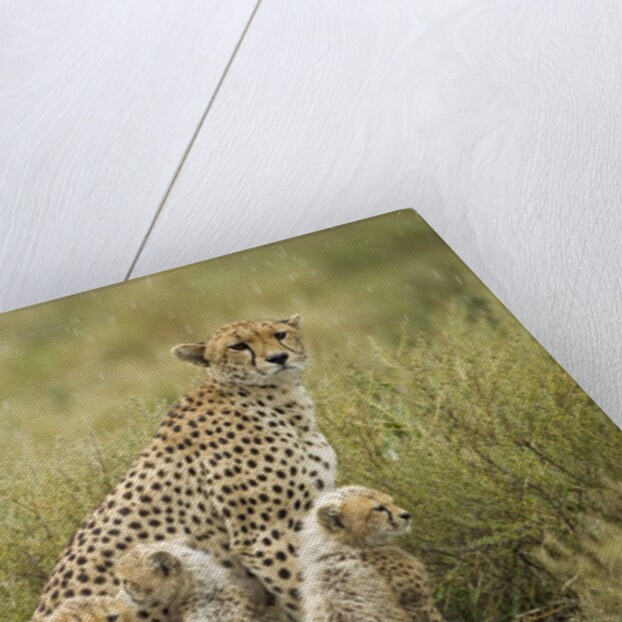 Cheetah and cubs in the rain by Anonymous