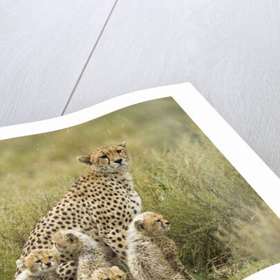 Cheetah and cubs in the rain by Anonymous