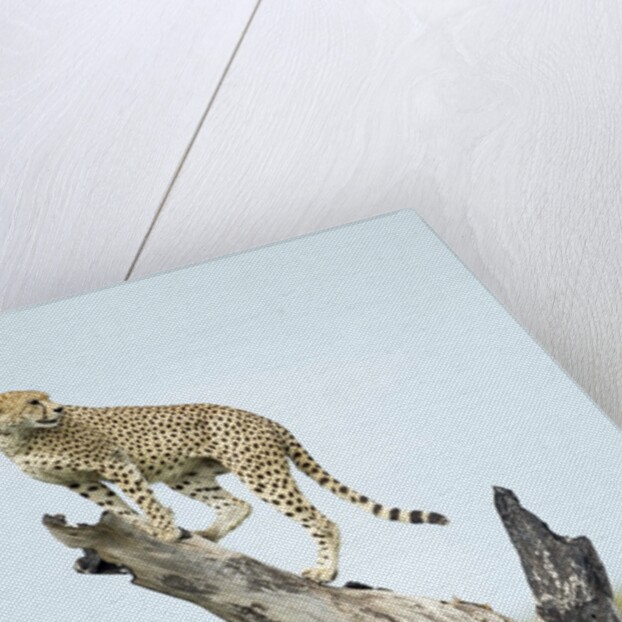 Cheetah at Ngorongoro Conservation Area, Tanzania by Anonymous