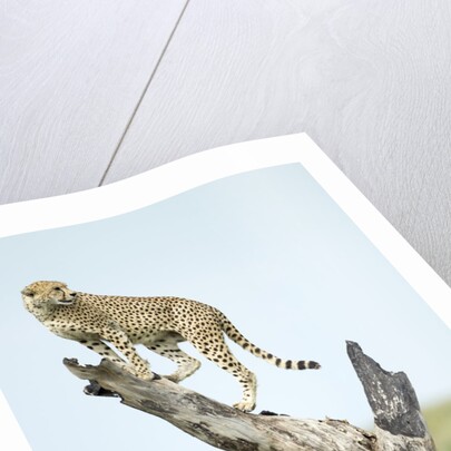 Cheetah at Ngorongoro Conservation Area, Tanzania by Anonymous