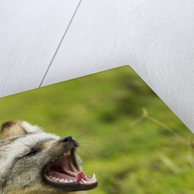 Bat Eared Fox by Anonymous