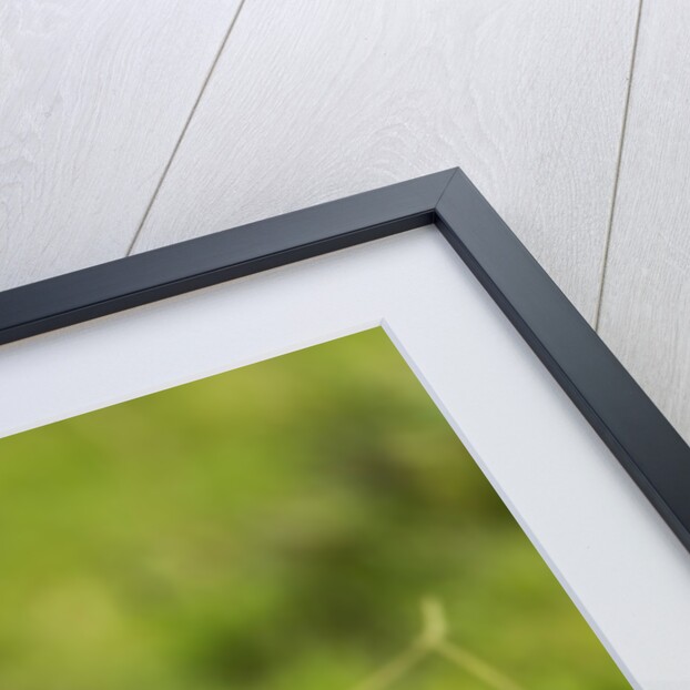 Bat Eared Fox by Anonymous