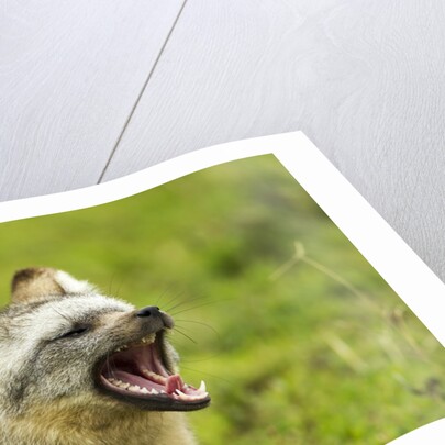 Bat Eared Fox by Anonymous