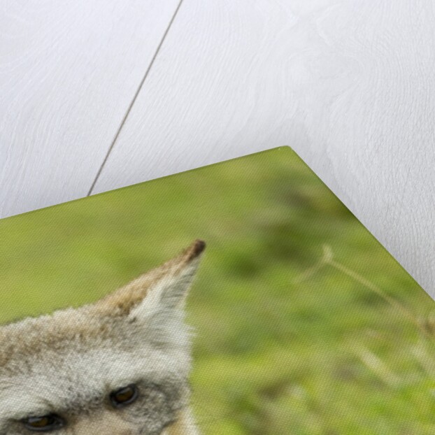 Bat Eared Fox by Anonymous