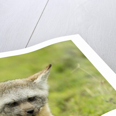 Bat Eared Fox by Anonymous