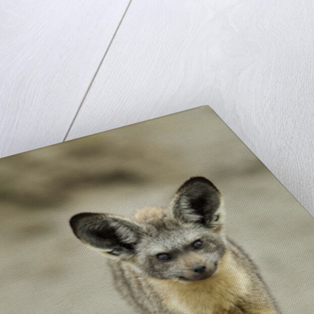 Bat Eared Fox by Anonymous