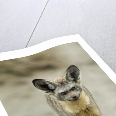 Bat Eared Fox by Anonymous