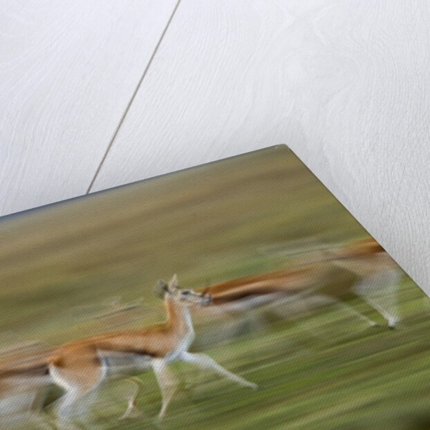 Thomson's Gazelle by Anonymous