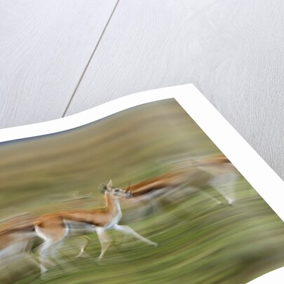 Thomson's Gazelle by Anonymous