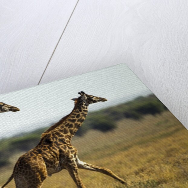 Giraffe Herd by Anonymous