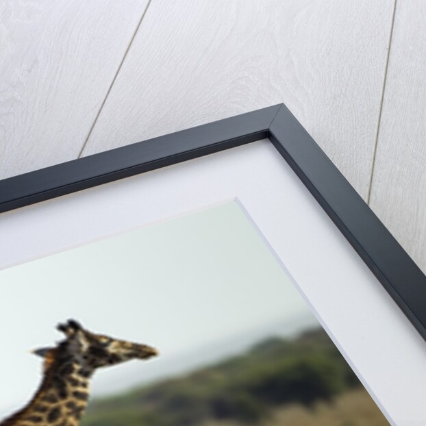 Giraffe Herd by Anonymous