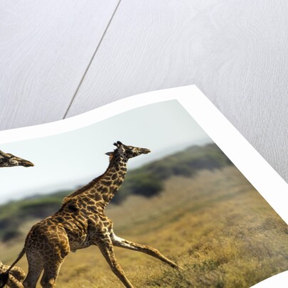 Giraffe Herd by Anonymous