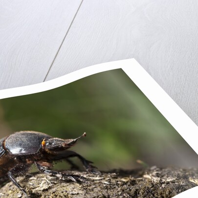 Dung Beetle by Anonymous