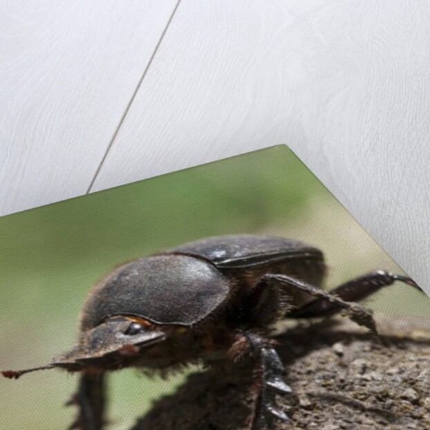 Dung Beetle by Anonymous