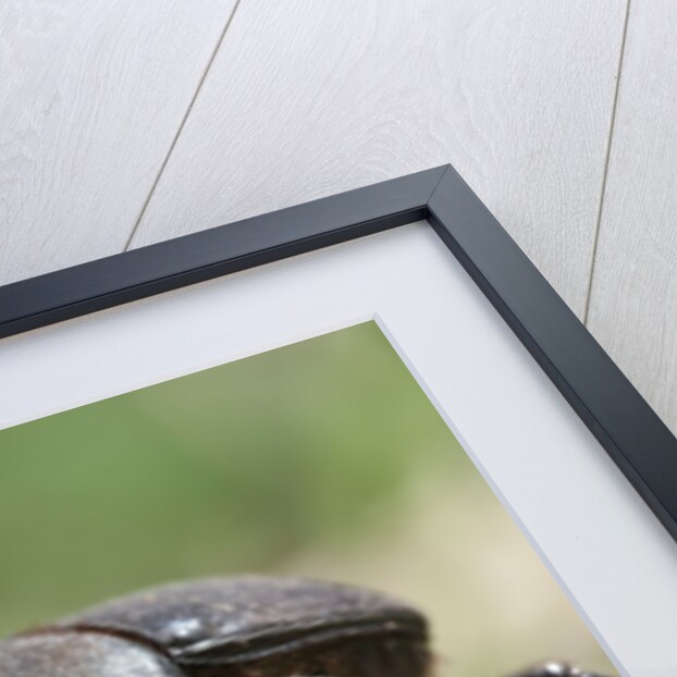 Dung Beetle by Anonymous