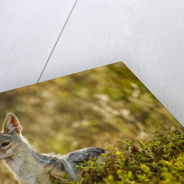 Jackal at Ngorongoro Conservation Area, Tanzania by Anonymous