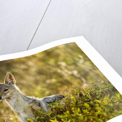 Jackal at Ngorongoro Conservation Area, Tanzania by Anonymous