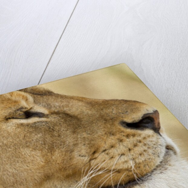 Lion, Ngorongoro Conservation Area, Tanzania by Anonymous