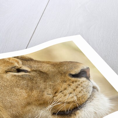 Lion, Ngorongoro Conservation Area, Tanzania by Anonymous