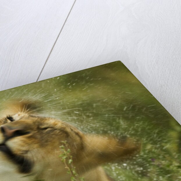 Lioness in the rain by Anonymous