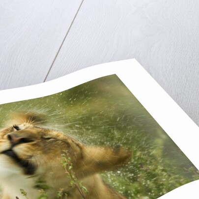 Lioness in the rain by Anonymous